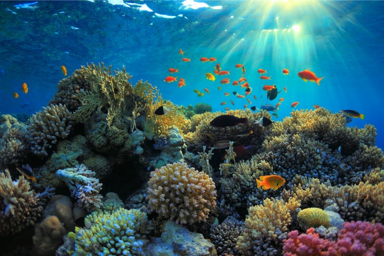 WTW expands insurance programme to safeguard coral reef